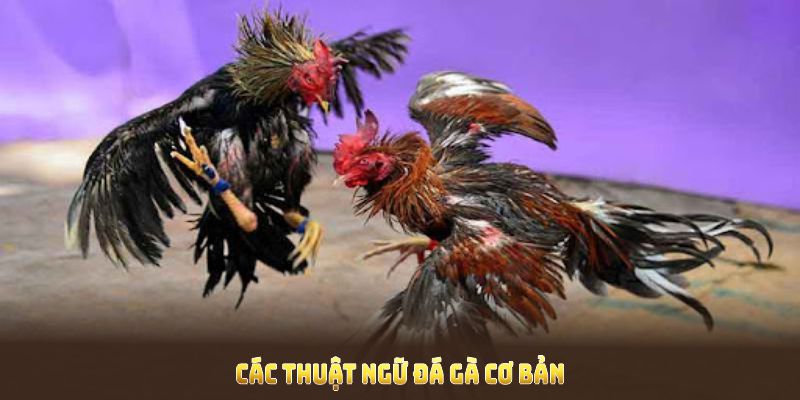 Khám phá cơ bản của các thuật ngữ đá gà ngay từ bây giờ